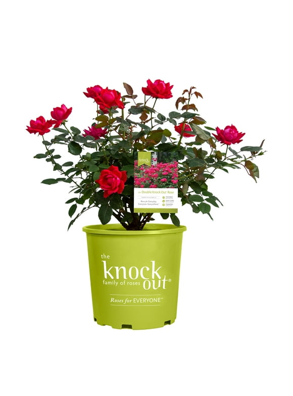 Outdoor Plants in Live Plants - Walmart.com