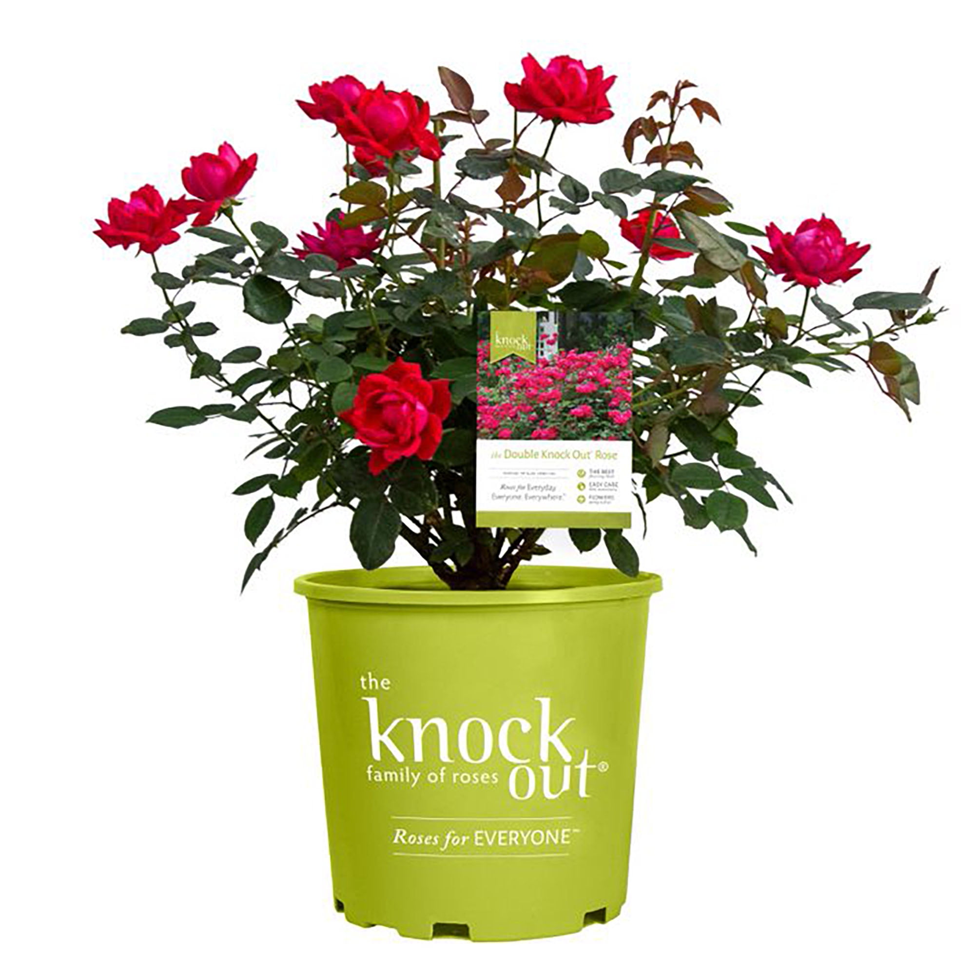 The Red Double Knock Out® Rose Live Shrubs with Vibrant Cherry Red ...