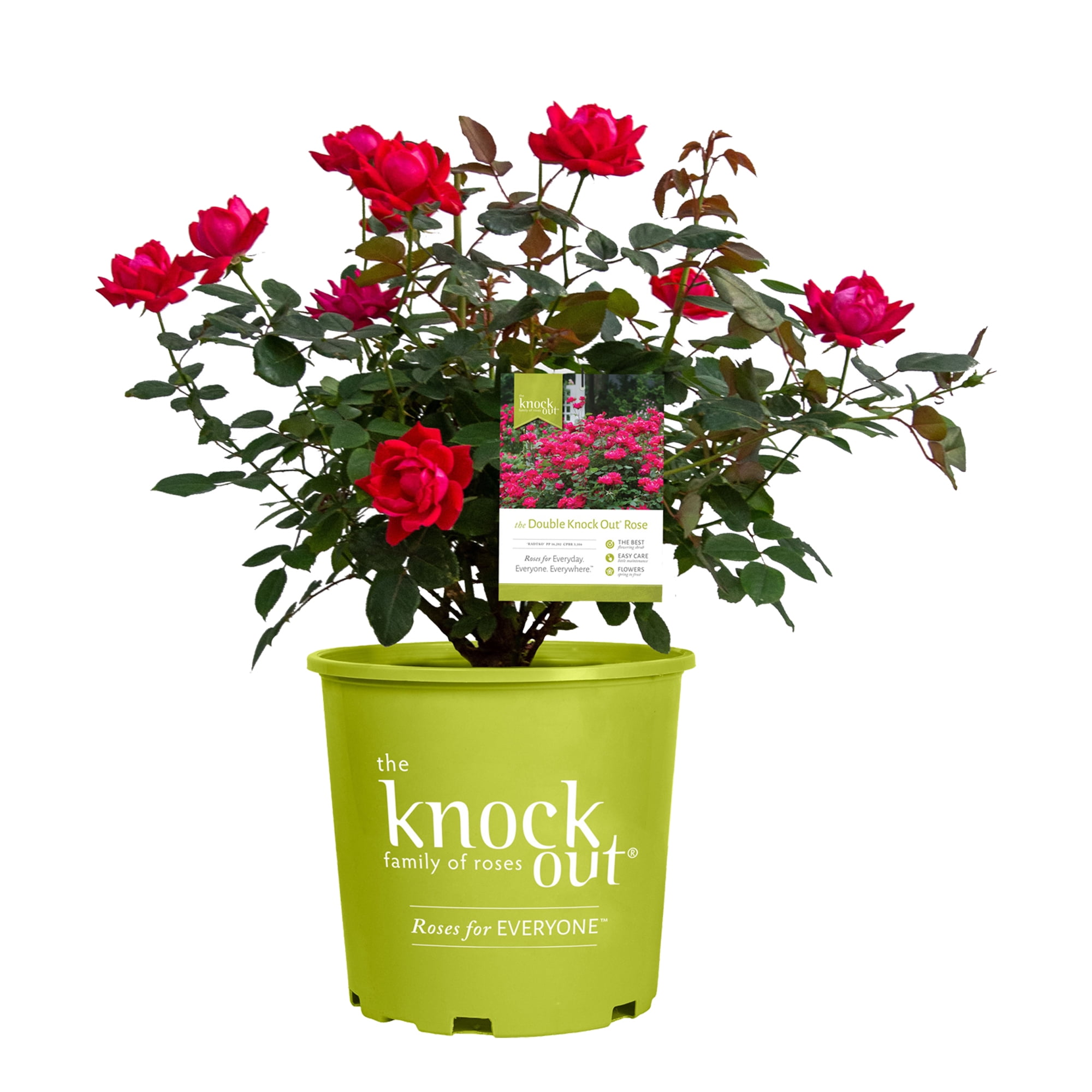 The Red Double Knock Out® Rose Live Shrubs with Vibrant Red Blooms (2  Gallon) 