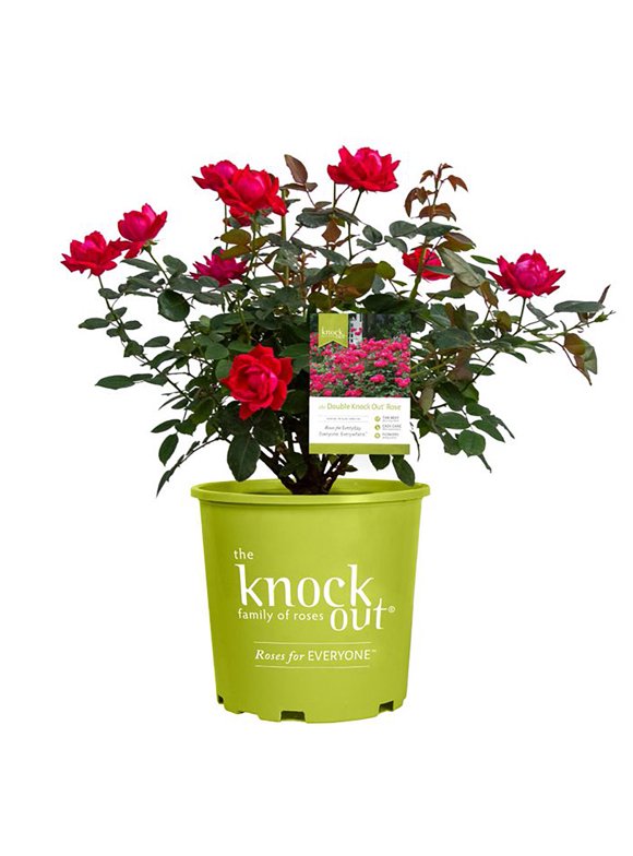 All Live Plants in Live Plants