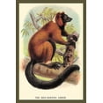thumbnail image 1 of The Red-Ruffed Lemur- Fine Art Canvas Print (20" x 30"), 1 of 1