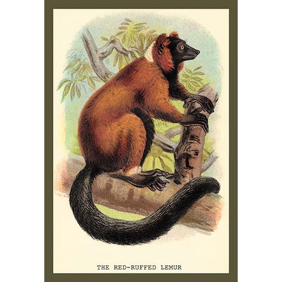 The Red-Ruffed Lemur- Fine Art Canvas Print (20" x 30")