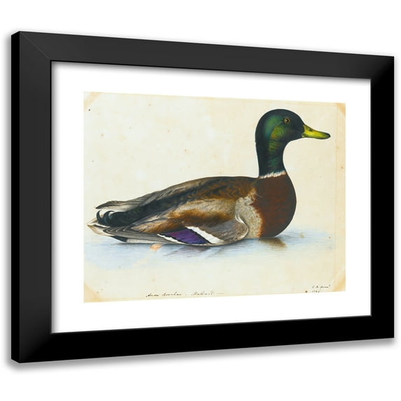The Reverend Christopher Atkinson 14x12 Black Modern Framed Museum Art Print Titled - Portrait of a Mallard