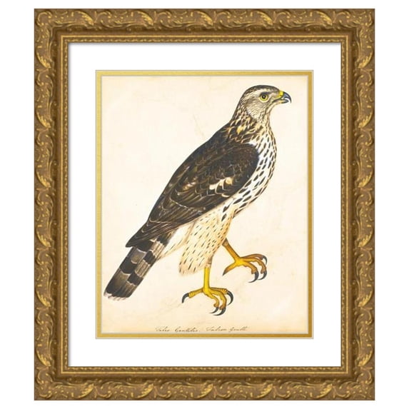 The Reverend Christopher Atkinson 15x18 Gold Ornate Wood Frame and Double Matted Museum Art Print Titled - Portrait of a Falcon Gentle