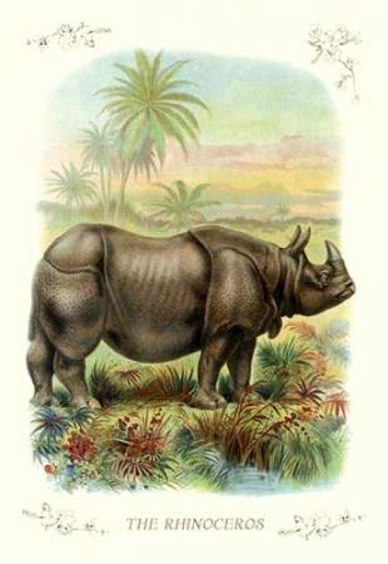 The Rhinoceros 1900 Canvas Art - Unknown (12 x 18)