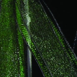 The Ribbon People Hunter Green Princess Organdy Woven Edge Craft Ribbon 1" x 50 Yards