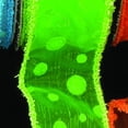 thumbnail image 1 of Neon Green Spot Sheer Wired Craft Ribbon 1.5" x 80 Yards, 1 of 2
