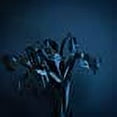 thumbnail image 1 of The Rifts, 1 of 1