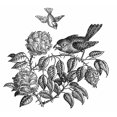 thumbnail image 1 of The Roses And The Sparrow. Ndrawing By Arthur Szyk For The Fairy Tale By Hans Christian Andersen. Print by, 1 of 3