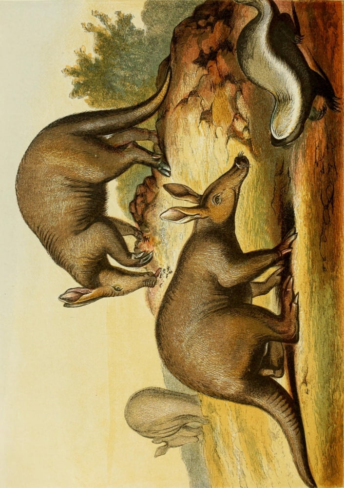 The Royal Natural History c1881 Aardvark & Ratel Canvas Art - Unknown (18 x 24)