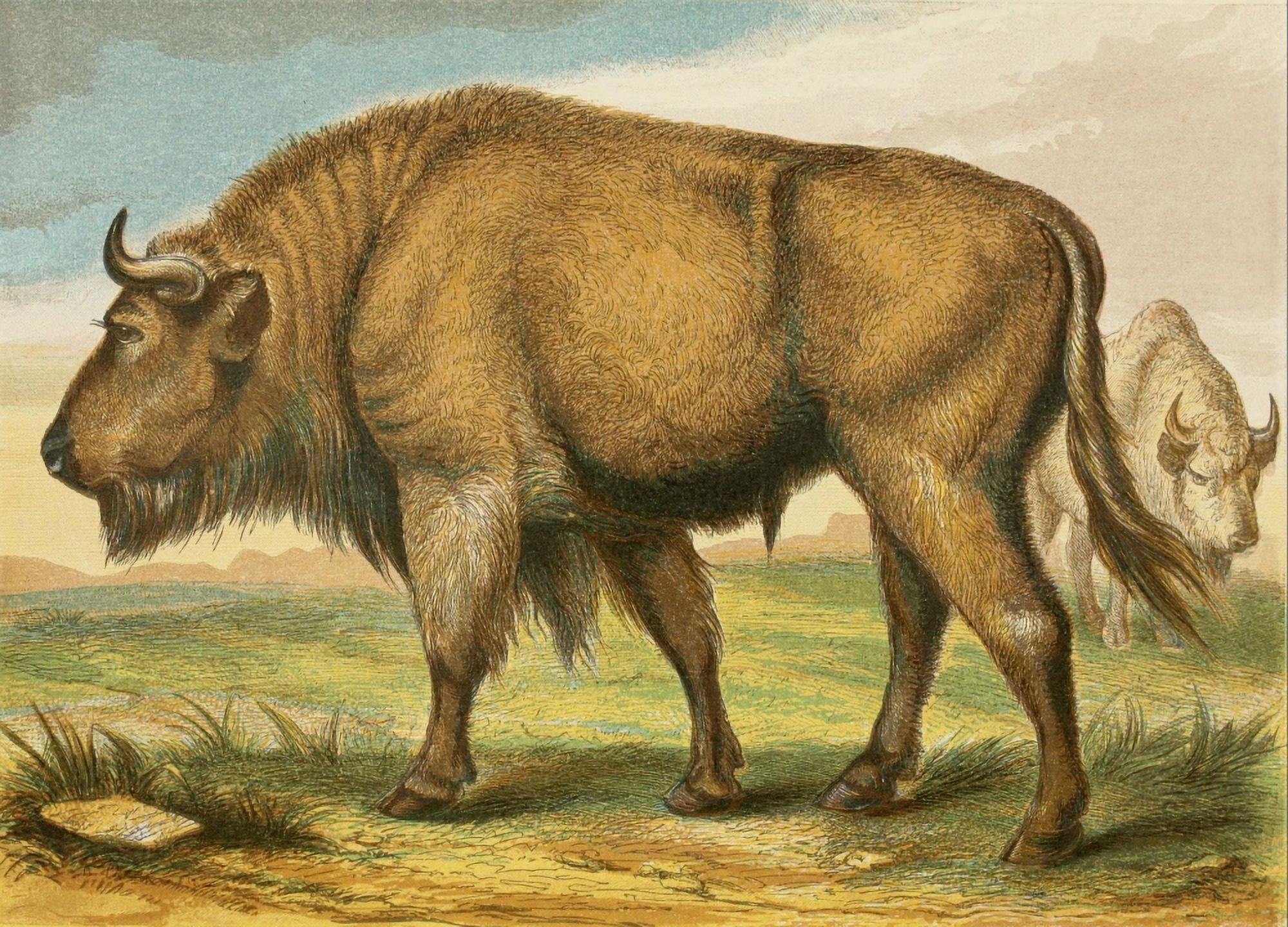 The Royal Natural History c1881 Auroch Canvas Art - Unknown (18 x 24)