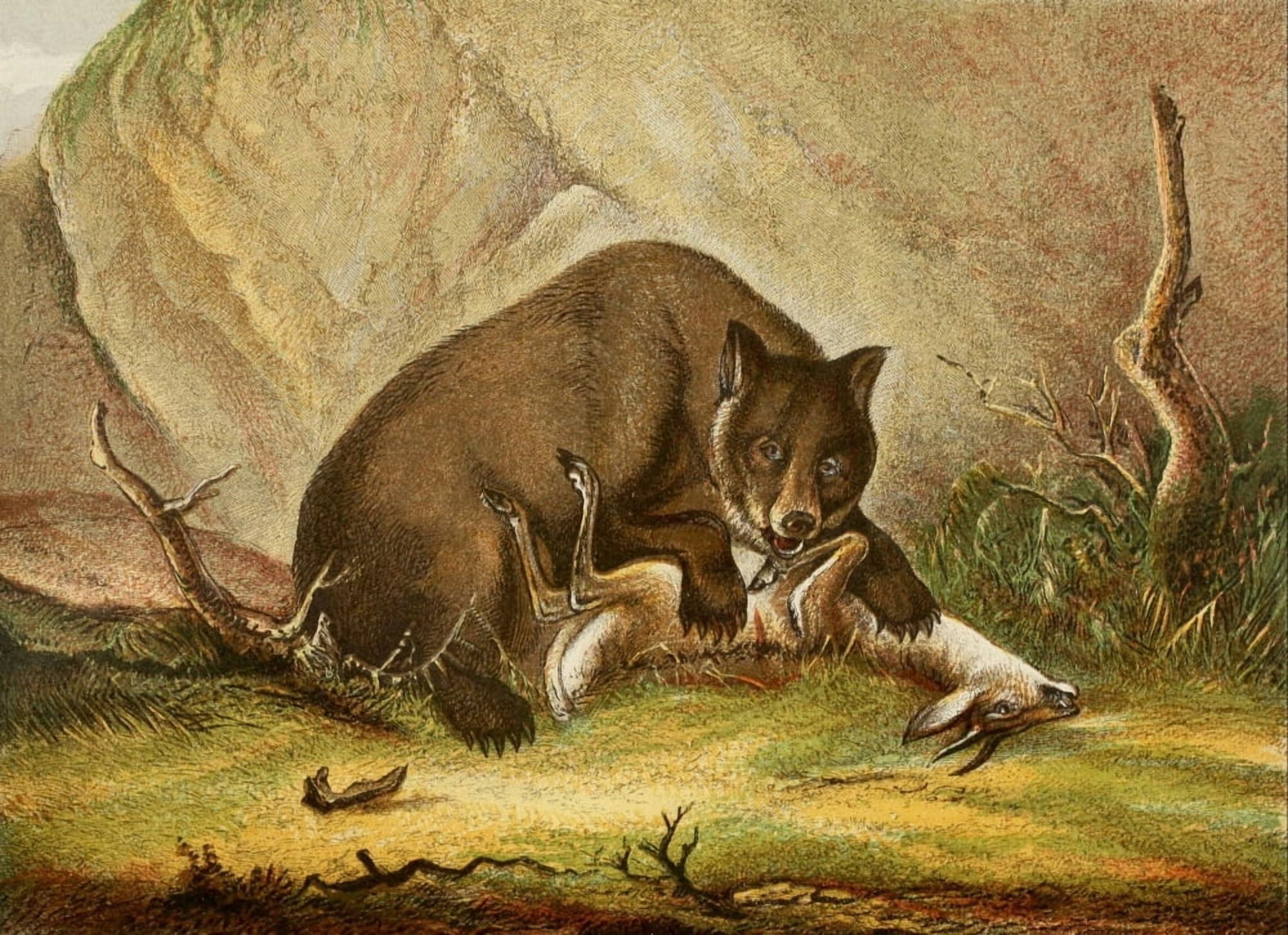 The Royal Natural History c1881 Bear & prey Canvas Art - Unknown (18 x 24)