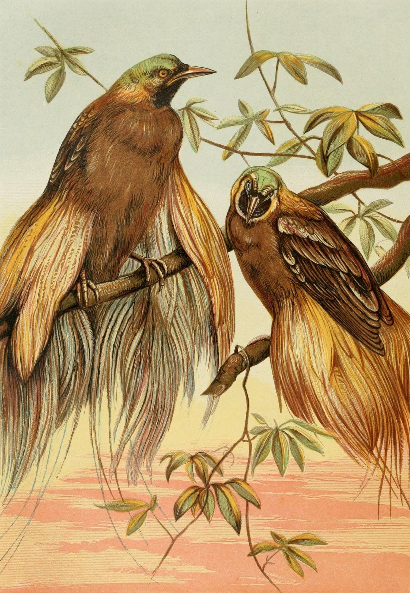 The Royal Natural History c1881 Birds of Paradise Canvas Art - Unknown (18 x 24)