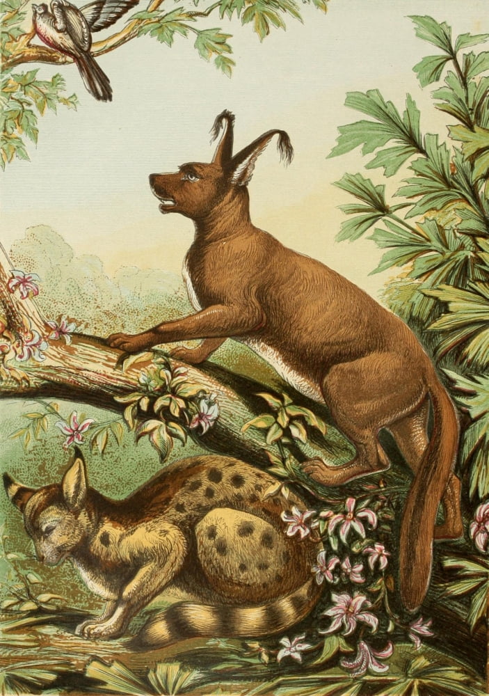 The Royal Natural History c1881 Caracal & Lynx Canvas Art - Unknown (18 x 24)