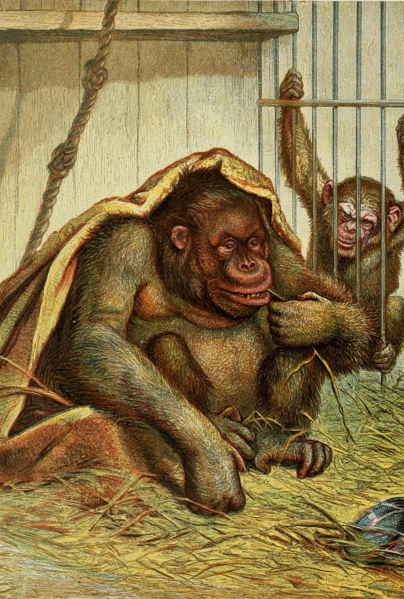 The Royal Natural History c1881 Chimpanzee Canvas Art - Unknown (18 x 24)