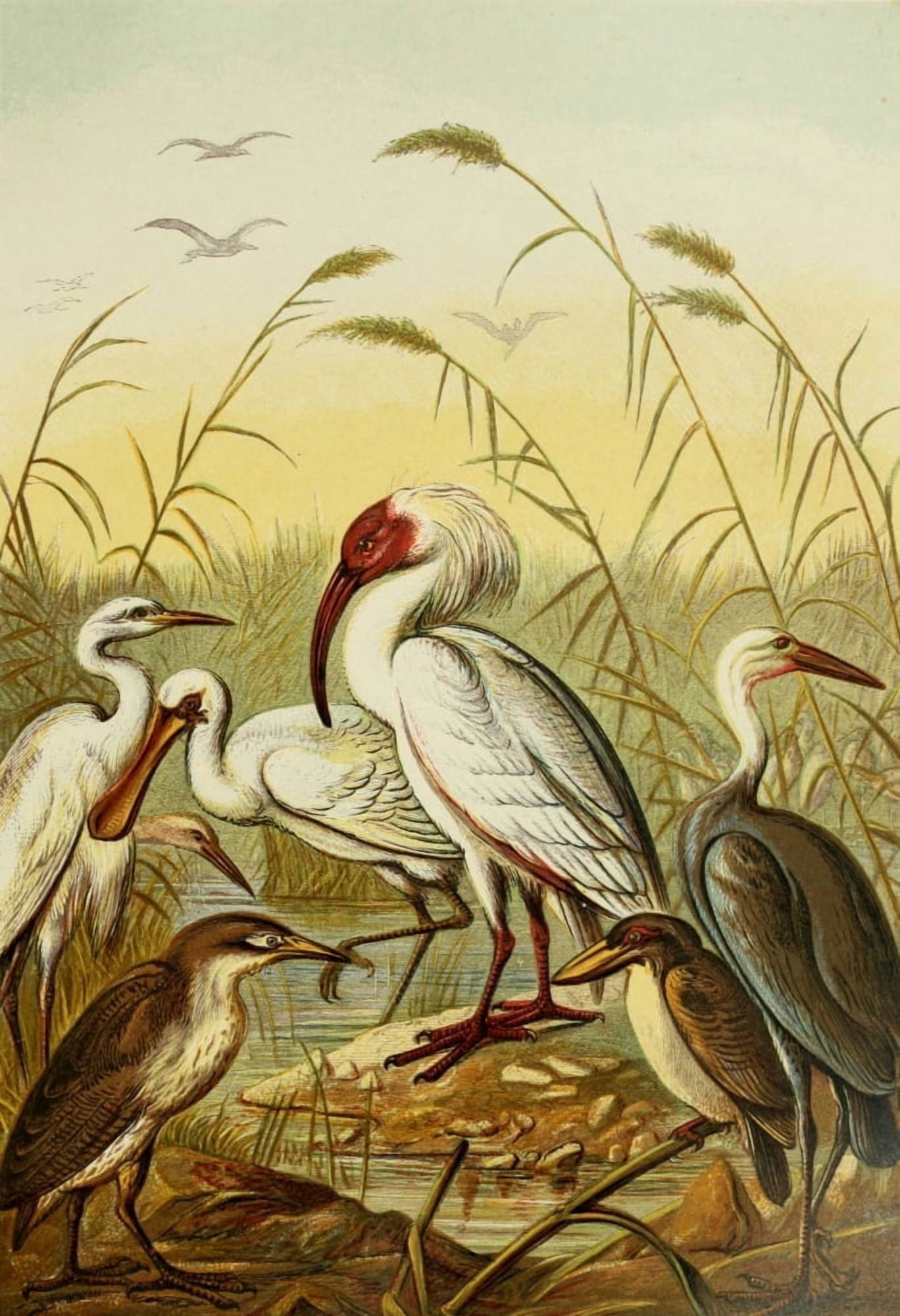 The Royal Natural History c1881 Cranes Herons & Spoonbill Canvas Art - Unknown (18 x 24)