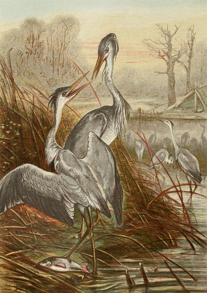 The Royal Natural History c1881 Herons Canvas Art - Unknown (18 x 24)