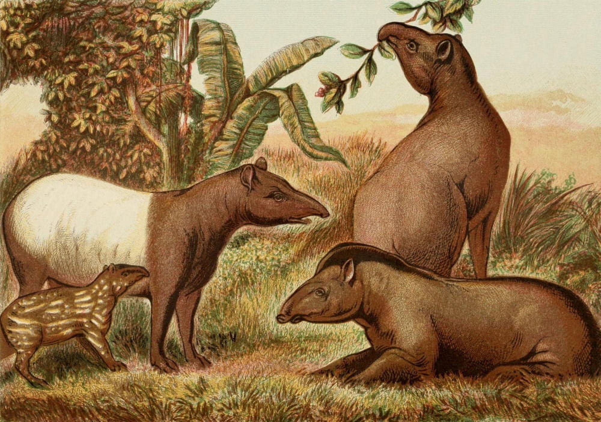 The Royal Natural History c1881 Indian & South American Tapirs Canvas Art - Unknown (18 x 24)