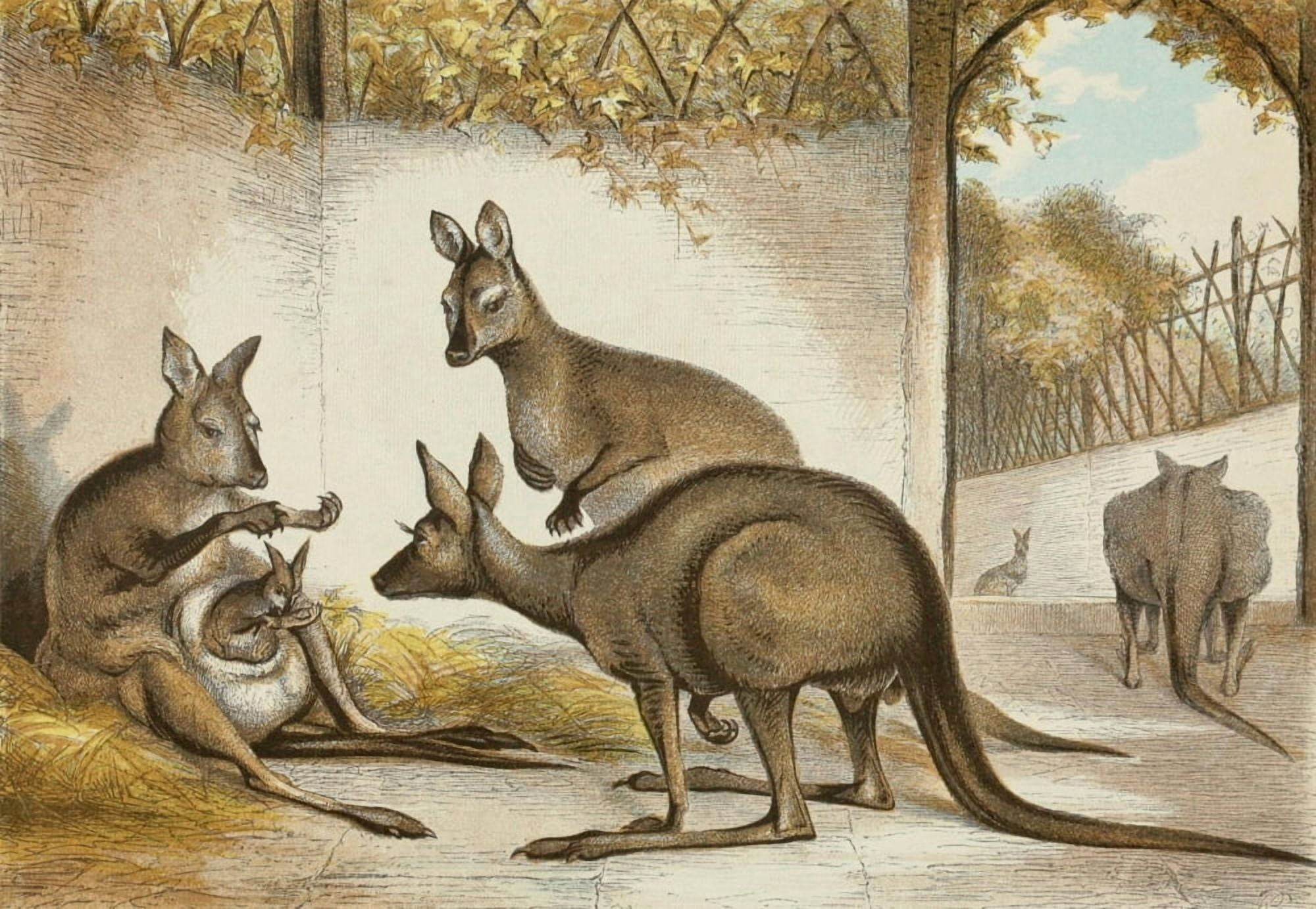 The Royal Natural History c1881 Kangaroos Canvas Art - Unknown (18 x 24)