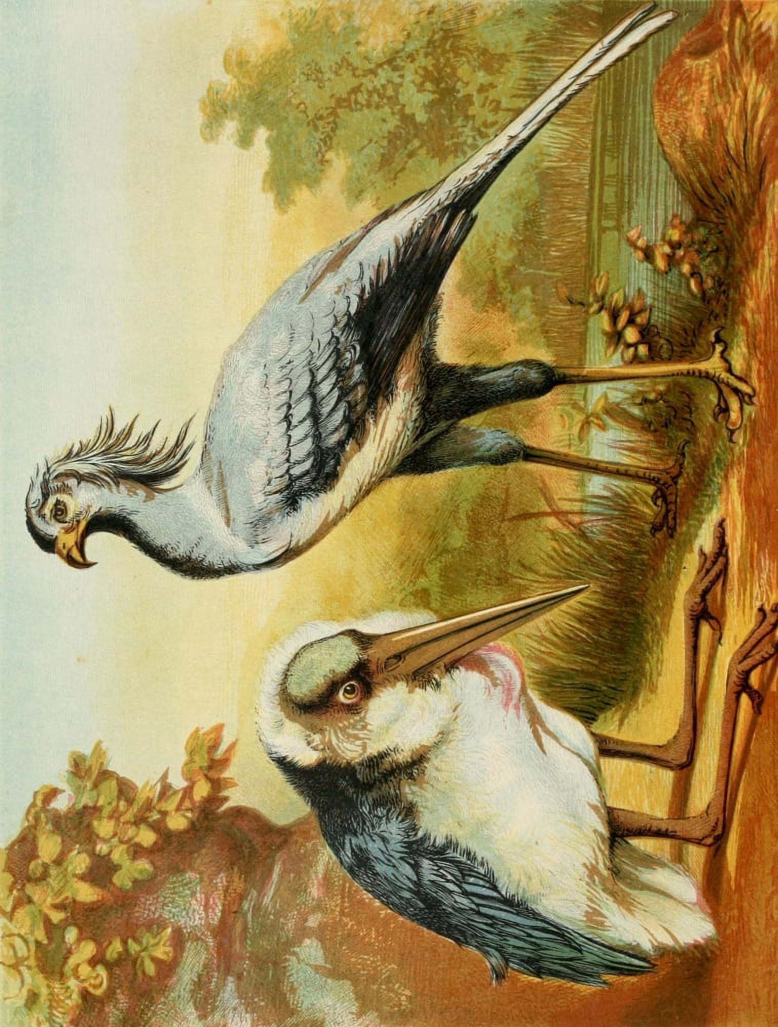 The Royal Natural History c1881 Marabou & Secretary Bird Canvas Art - Unknown (18 x 24)