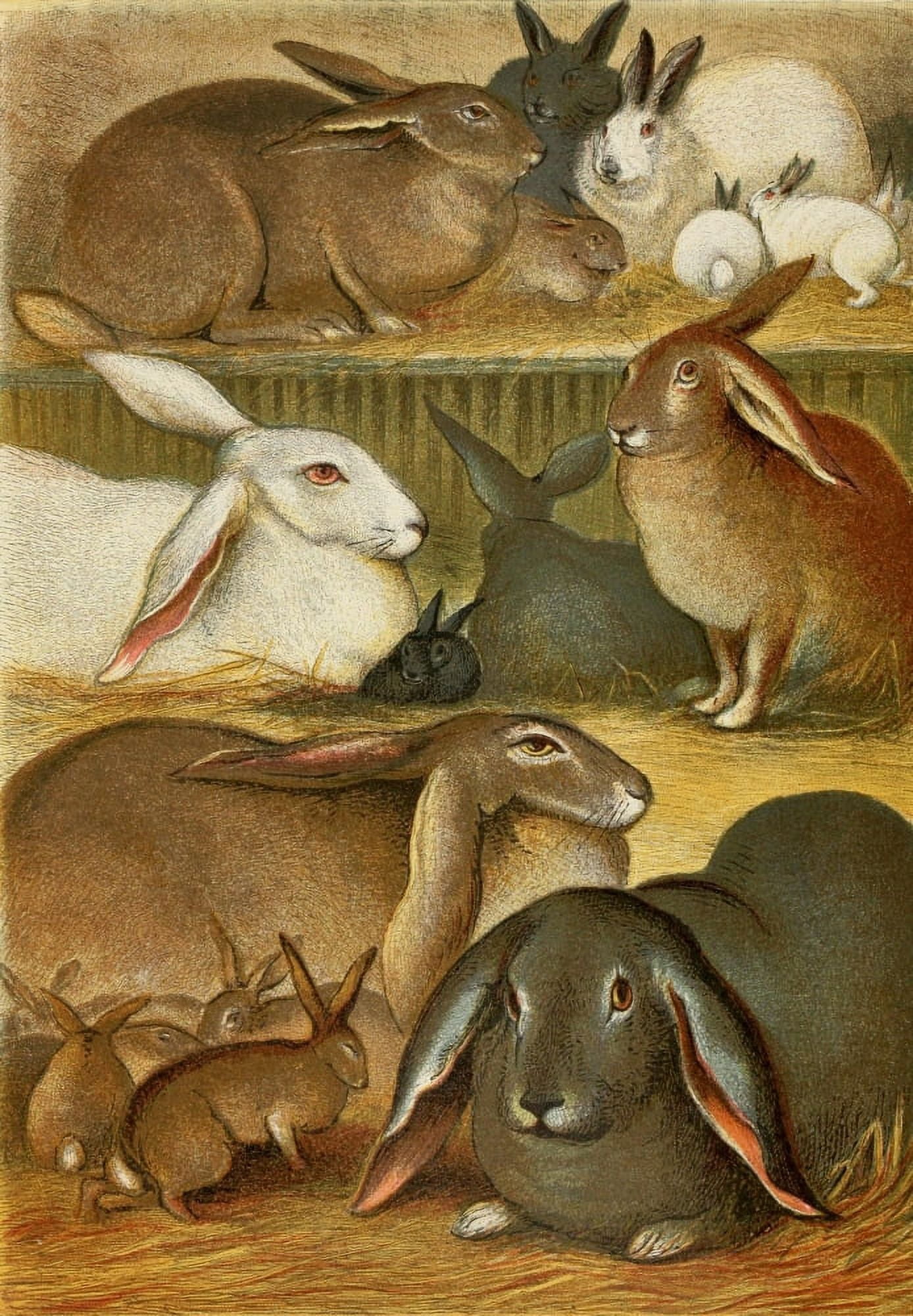 The Royal Natural History c1881 Tame Rabbits Canvas Art - Unknown (18 x 24)