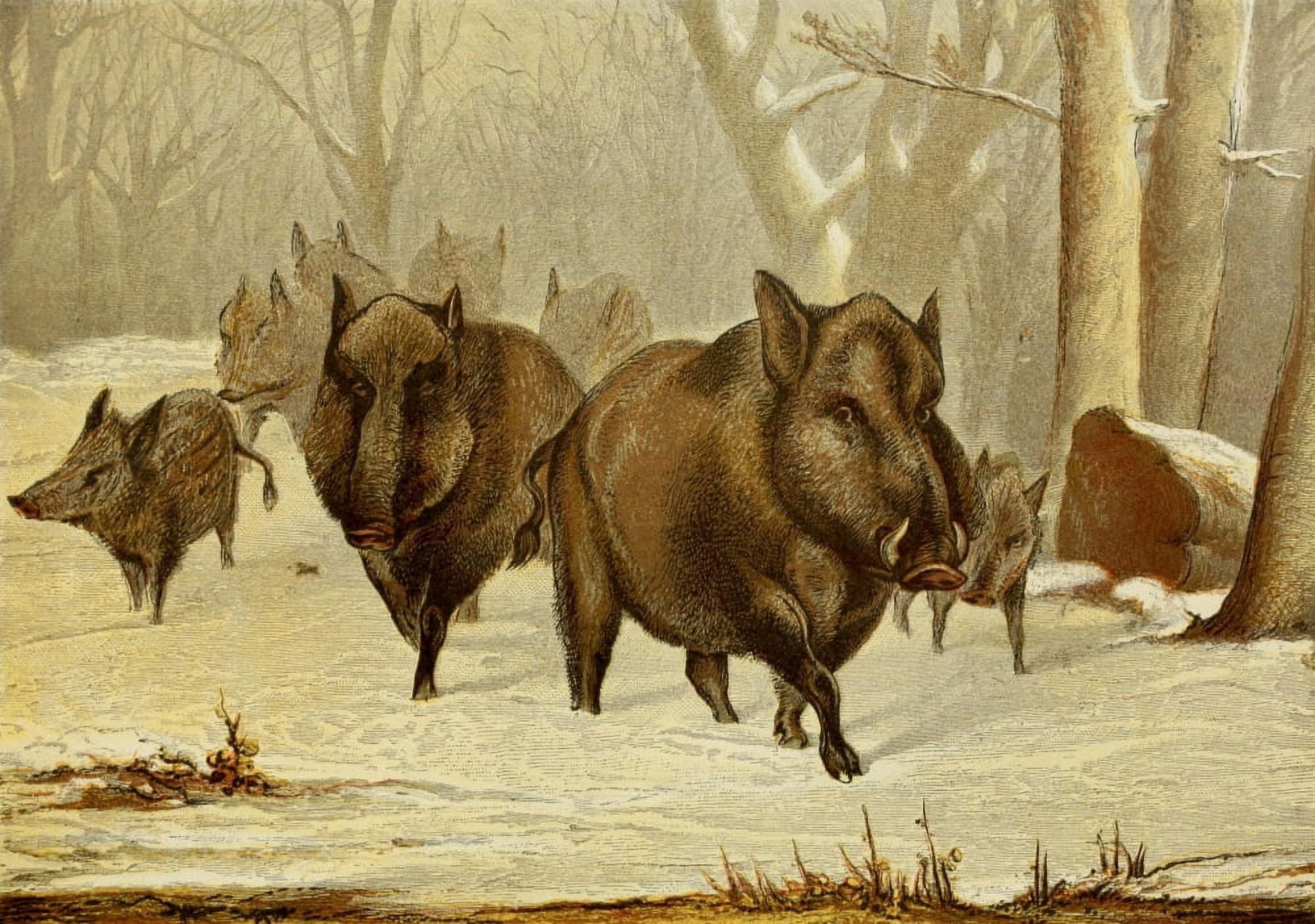 The Royal Natural History c1881 Wild Hogs Canvas Art - Unknown (18 x 24)