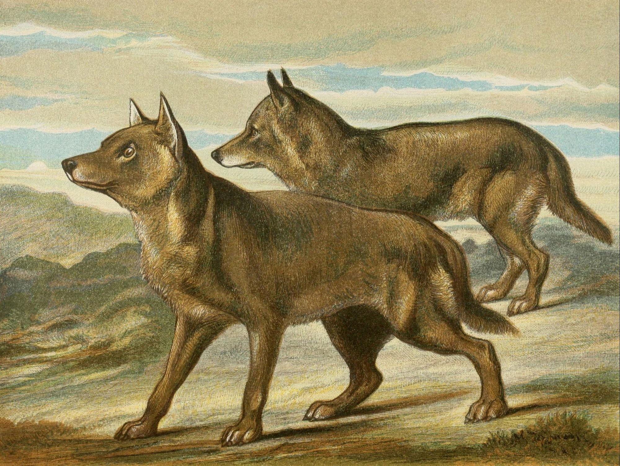 The Royal Natural History c1881 Wolves Canvas Art - Unknown (18 x 24)