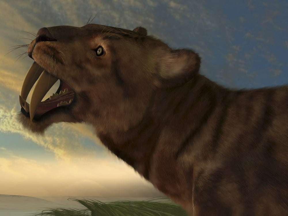 The Saber-Tooth Cat with dagger like front canine teeth Canvas Art - Corey FordStocktrek Images (16 x 12)