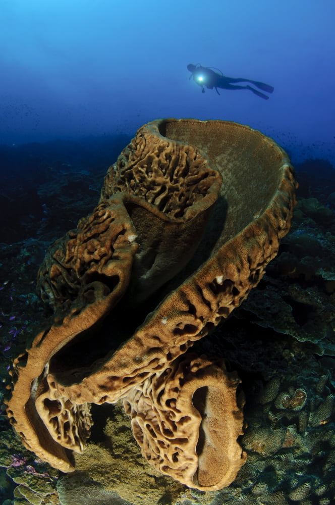 The Salvador Dali sponge with intricate swirling surface pattern Indonesia Canvas Art - Steve JonesStocktrek Images (12 x 18)