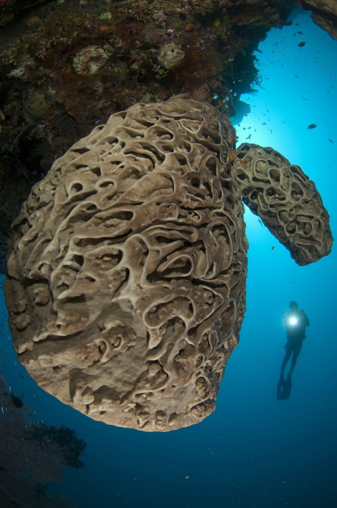 The Salvador Dali sponge with intricate swirling surface pattern Indonesia Canvas Art - Steve JonesStocktrek Images (12 x 18)