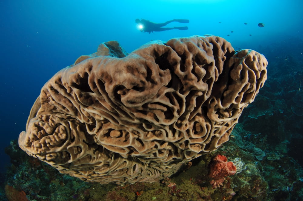 The Salvador Dali sponge with intricate swirling surface pattern Indonesia Canvas Art - Steve JonesStocktrek Images (35 x 23)
