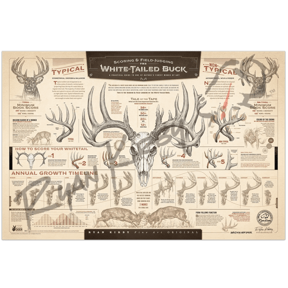 "The Scoring & Field-Judging of the White-tailed Buck" Paper Art Print