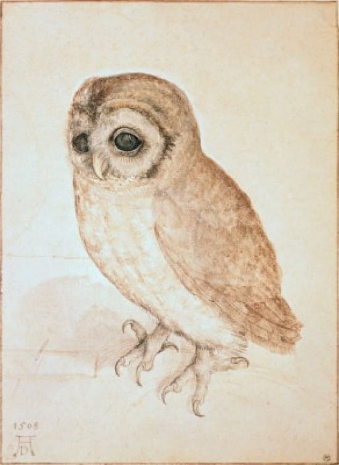 The Screech Owl Albrecht Durer (1471-1528 German) Canvas Art - Albrecht Durer (24 x 36)