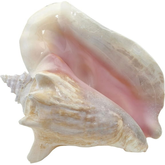 The Seashell Large Pink Craft Shells (6-8")