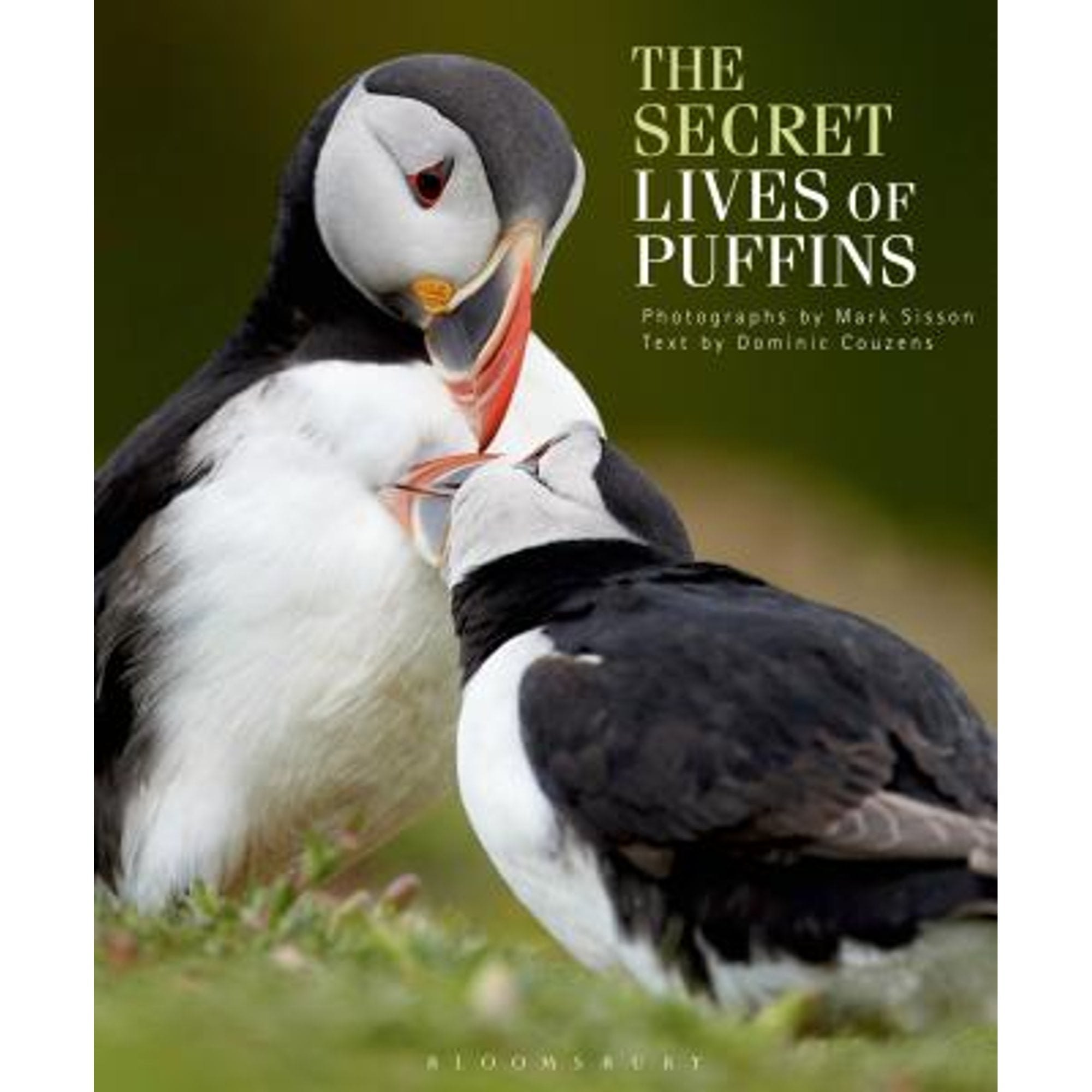 Pre-Owned The Secret Lives of Puffins (Hardcover 9781408186671) by Dominic Couzens, Mark Sisson