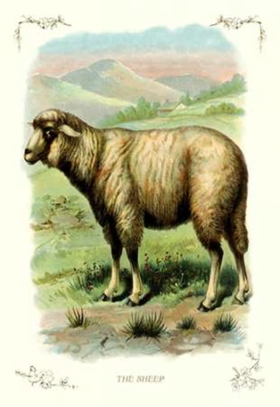 The Sheep 1900 Canvas Art - Unknown (24 x 36)