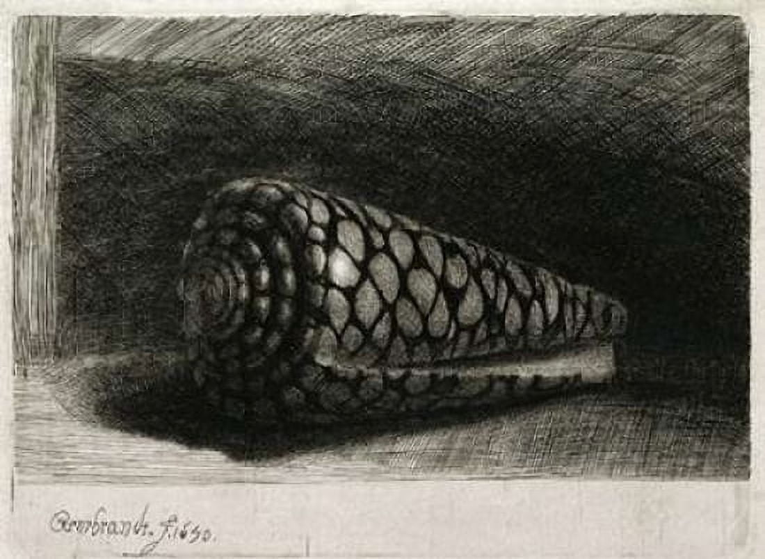 The Shell - Conus Marmoreus Canvas Art - Rembrandt Van Rijn (18 x 24)