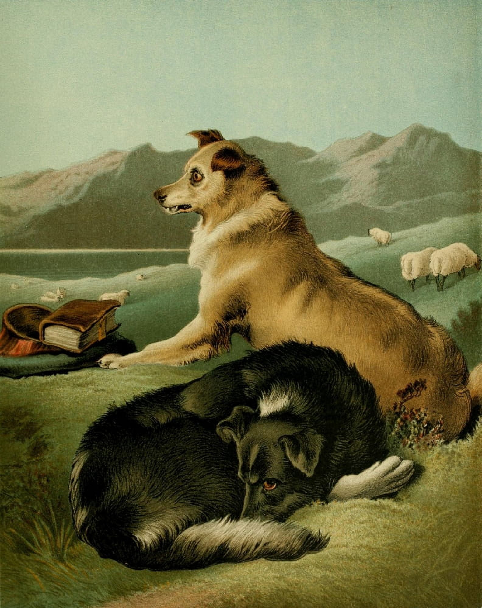 The Shepherds Dog 1870 Collies Canvas Art - Edwin Landseer (18 x 24)