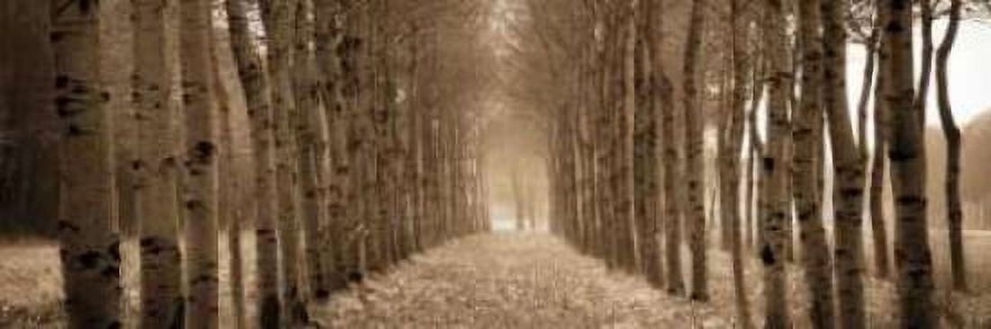 The Shimmering Forest Canvas Art - Heather Ross (8 x 24)