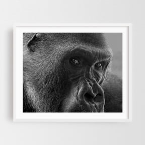 The Silverback - Photography Black and White Wildlife Animal Nature Portrait Jungle White Framed Wall Art Print 6 x 8 inches