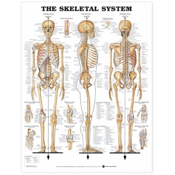 The Skeletal System Anatomical Chart