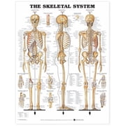 The Skeletal System Anatomical Chart