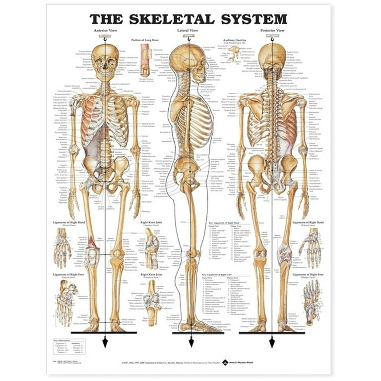 anatomical skeleton diagram