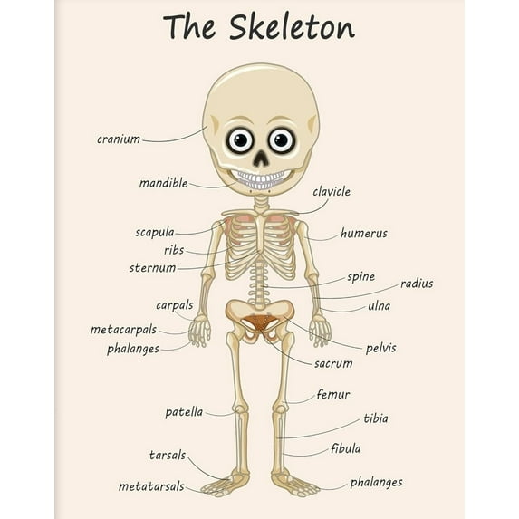 The Skeleton - Human Skeleton Print Science Art - Gift for Students & Teacher Fun Decor for Classroom, Library or Nursery