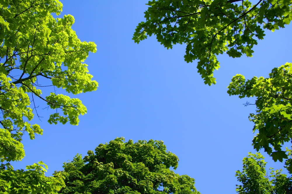 The Sky Through Trees Canvas Art - Don Hammond Design Pics (17 x 11)