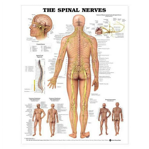 The Spinal Nerves Anatomical Chart - Laminated