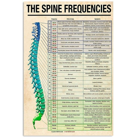 The Spine Frequencies Posters Doctor'S Science Guide Posters Room Decor Home Hospital Wall Decor Retro Plaque 12x16 Inches