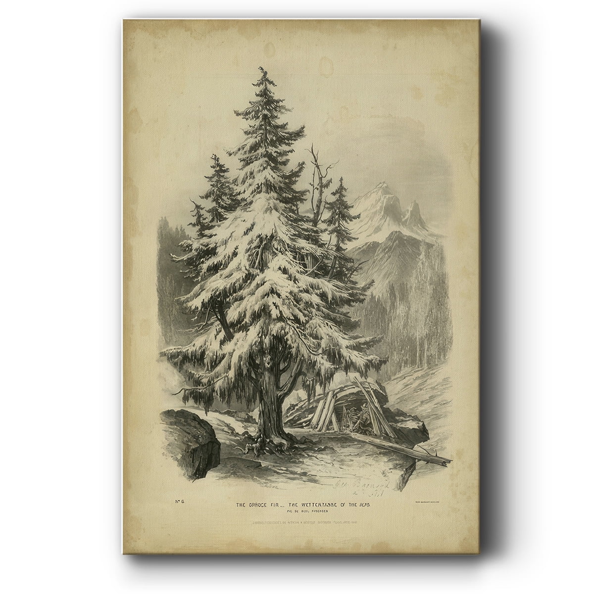 The Spruce- Gallery Wrapped Canvas