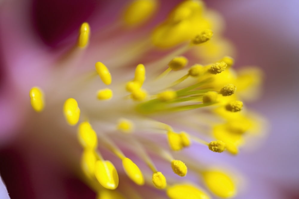 The Stamen Of A Flower Canvas Art - Craig Tuttle Design Pics (38 x 24)