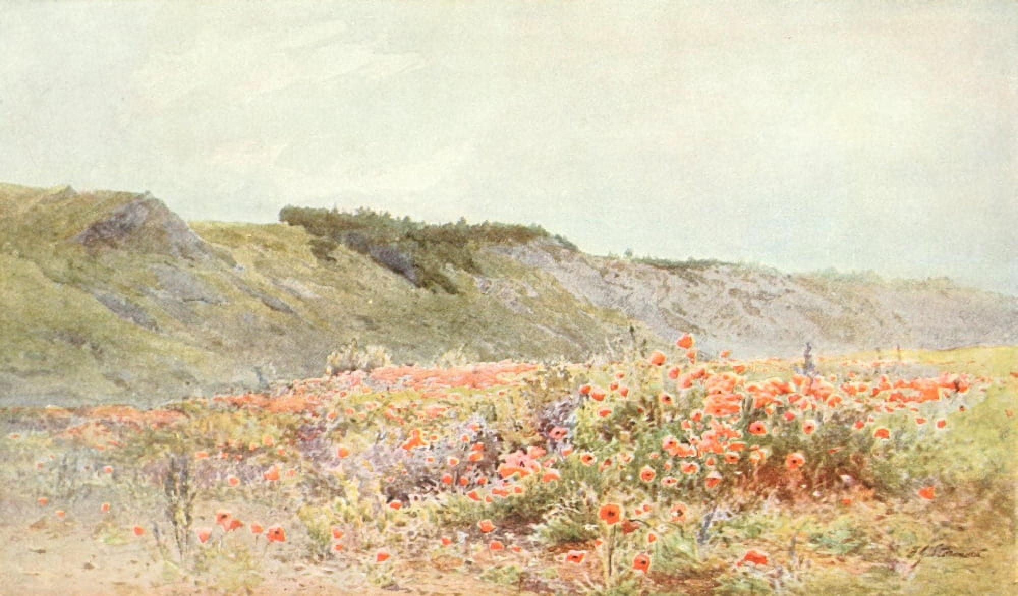 The Studio 1903 Poppies Canvas Art - Howard Gull Stormont (18 x 24)